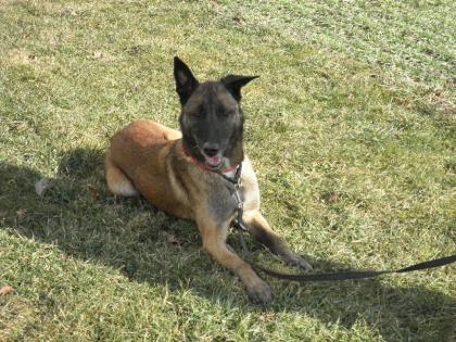 Hübscher Malinois-Rüde, DMC, 5 Jahre, kastriert