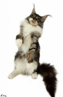 Traumhafte Maine Coon Kitten der seltenen Extraklasse