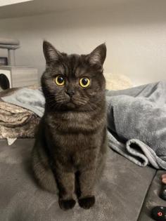 BKH Kitten