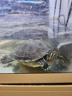 Gelbwangenschildkröten incl Terrarium