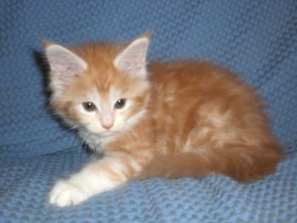 Kleine Herzensdiebe suche dich