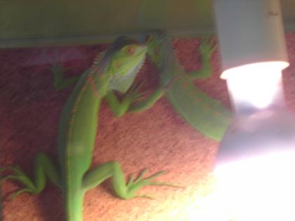 2 Leguane dringend Abzugeben