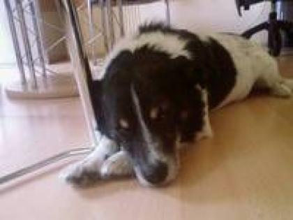 Merwi sucht dringend eine Pflegemama