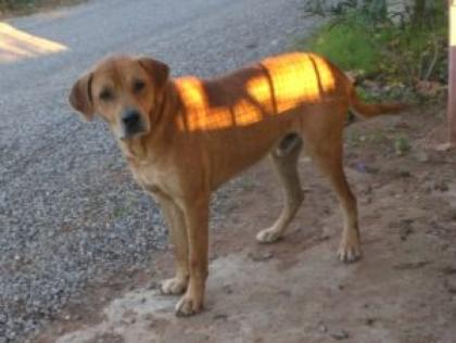 DEJAN KANGAL-BOXER-MIX RÜDE 2, 5 JAHRE