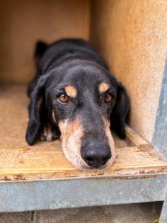 Patriot. lieber Kerl wartet unglücklich im Tierheim auf sein Körbchen