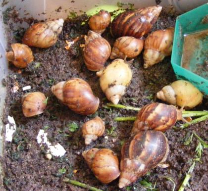 A. fulica RIESENSCHNECKE Achat-SCHNECKE ab 40cent Achatina