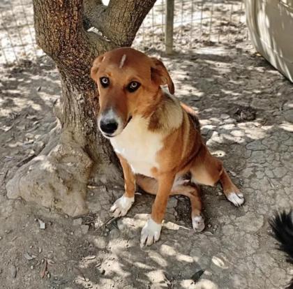 Tilly sucht ein passendes Zuhause