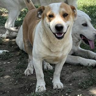 Christoph - nicht unbedingt ein Anfängerhund