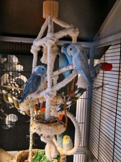6 Sperlings. mit voliere