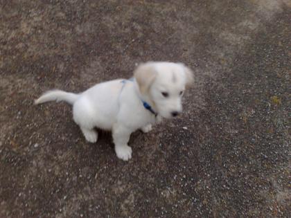 Golden Retriever Männchen 10 wochen alt