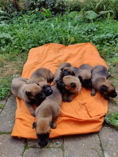 Malinois Welpen mit Ahnentafel