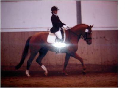 Suche turnierorientiertes Dressurpferd/pony L/M-Niveau