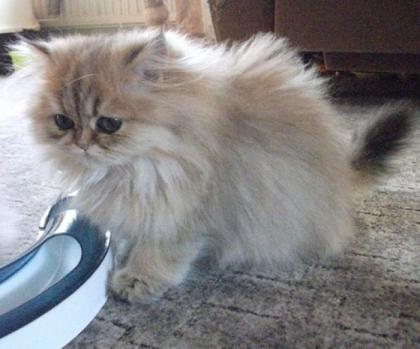 Tea Cup -Mini Perserkater golden shaded 16 Wochen alt mPap