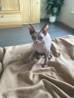 Sphinx Katze