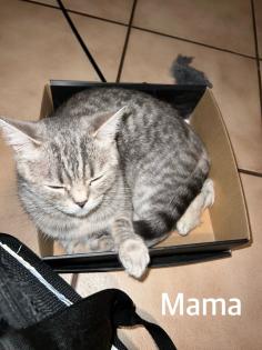 BKH Kitten Weibchen