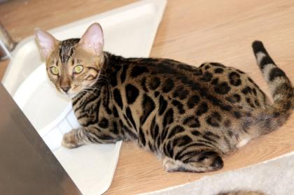 Kater Reinrassig Bengal Kater