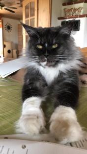 Maine Coon Kitten Prinzessinen