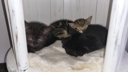 Ägyptisch Mau - BKH Mix Kitten