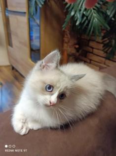 Munchkin Kitten