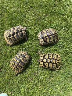 2 weibliche griechische Landschildkröten 12 und 14 Jahre alt