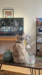 Devon Rex Katze sucht Neue Zuhause