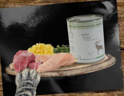 Katzen würden Ihr Futter Reico kaufen