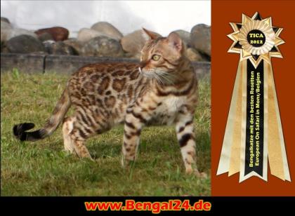 Traumhafte Bengalkatzen - neue Zuchtgeneration bei www. Bengalkatzen. com, Bengalk