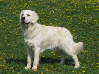 Kraftvoller Golden Retriever Deckrüde