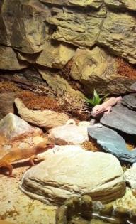 Leopardgeckos, Platz vor Preis