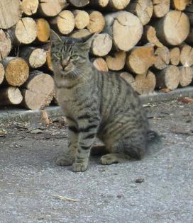 Vermisst getigerte Katze schwarz/grau/bräunlich