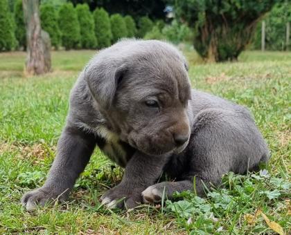 Cane Corso Welpen Reinrassig