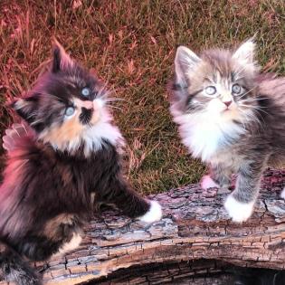 Maine Coon Kitten suchen ab sofort ein neues Zuhause