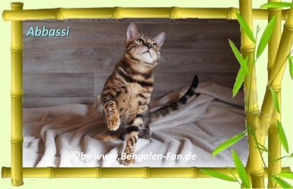 Bengal Kater Abbassi immer gut gelaunt, fröhlich und lieb
