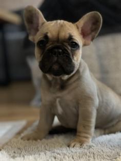 Französische Bulldogge Welpen