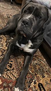 Cane Corso
