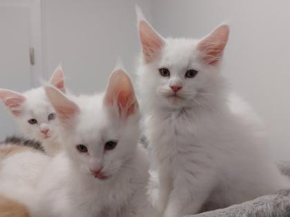 Maine Coon Kitten ohne Papiere shaded Linie