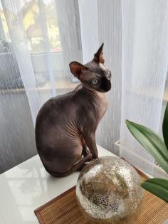 Sphynx Mädchen 11 Monate Jung