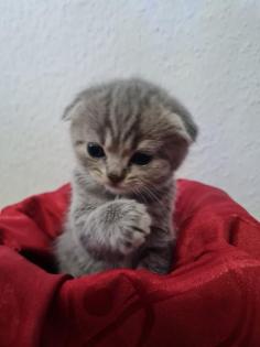 Süße Britisch Kurzhaar Kitten
