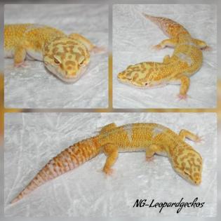 Leopardgeckos versch. Morphe