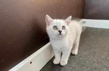 Abgabe bereite BKH blue point kitten Nur 1 männlich übrig