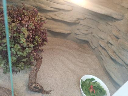 Bartagame mit Terrarium und viel Zubehör