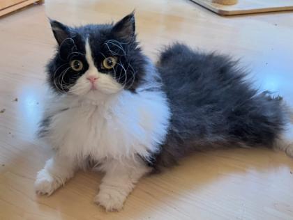 BKH-SRS Silver und tabby, Chocolate und Cinnamon