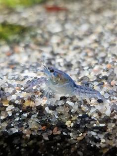 Blaue Florida Flusskrebse