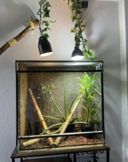 Madagaskar Taggecko mit Terrarium, Einrichtung und Lampen abzugeben