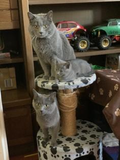 Chartreux / Kartäuser Kätzchen
