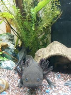 Axolotl Wildlinge ca. 10 Monate alt