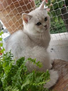 BKH Deckkater Blutgruppe A Stammbaum Black Silver Shaded