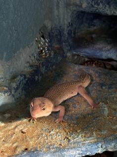 5 Leoparden Geckos Weibchen mit Terrarium