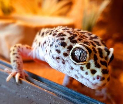 Leopardgeckos aus langjähriger Zucht
