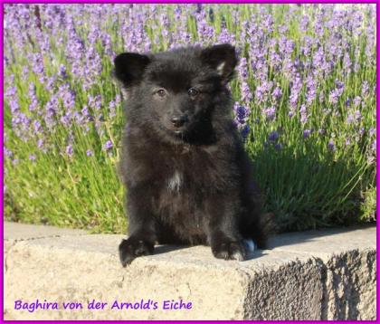 Großspitzhündinnenwelpen darkwolfsable, 06331258619
